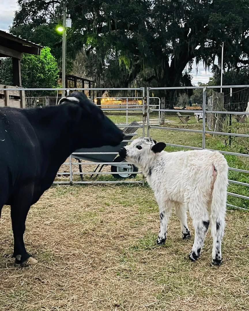 Another view of Juniper at Mini Moo Alpaca Too Farm in Monticello, Florida